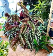 Image result for Cissus