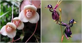 Orchid lovers value flowers like these for their resemblance to other recognizable objects which, while coincidental, is still definitely entertaining! 10 Unusual Orchids That Look Like The Face Of Monkeys And Other Animals
