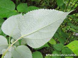 Image result for Boehmeria nivea