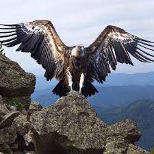 Nat Geo Wild France On Instagram Le Condor Est Le Plus Grand Oiseau Volant Du Monde Avec Une Envergure De Pres De 3 Metres Animals Wild Vulture Bald Eagle