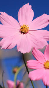 Pink flower high quality wallpapers download free for pc, only high definition wallpapers and pictures. Pink 4k Hd Wallpaper Flower Summer Flowers Wallpaper For Mi A2 640x1138 Wallpaper Teahub Io