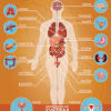 Parts of the body, human body parts: 1
