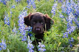 Responsible breeders · good dog certified · nationwide Boykin Spaniel Dog Breed Information Boykin Spaniel Puppies Spaniel Puppies For Sale Boykin Spaniel