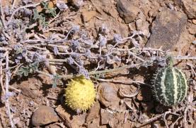 Image result for Cucumis prophetarum