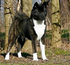 American Akita Dog Black And White Black American Akita Brindle Akita Dog American Akita Akita Puppies