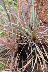 Image result for Xerophyta