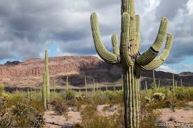 Organ pipe cactus national monument is in the western region of arizona in the united states. Puerto Penasco Mexico The Organ Pipe Cactus Outside The Limits
