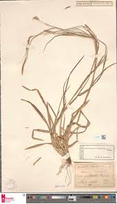 Image result for Oxygonum buchananii