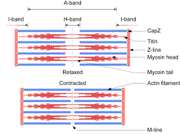 Muscle Contraction And Locomotion Boundless Biology