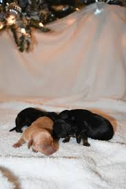 The dachshund, or wiener dog, is a lively, clever, & courageous dog that is generally good with children. Dachshund Puppies Near Asheville Nc