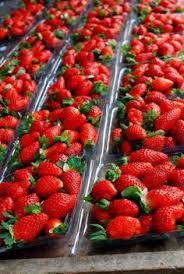 Kok lim strawberry farm (gps: 14 Cameron Highlands Ideas Cameron Highlands Cameron Malaysia