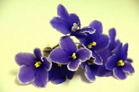 We did not find results for: 22 African Violet Tattoo Ideas Violet Tattoo African Violets Tattoos