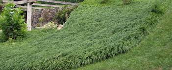 Planting lily bulbs in the perennial flower garden. Liriope Species Creeping Lily Turf Lilyturf Monkey Grass Liriope Spicata