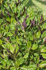 Image result for Gynura scandens