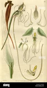 Image result for Centrostigma occultans