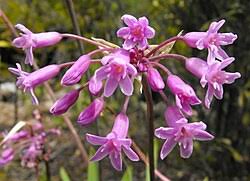 Image result for Tulbaghia alliacea