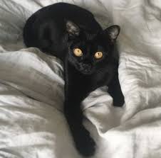 Bombay 2020 Kedi Hayvan Siyah