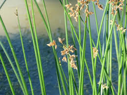 Image result for Schoenoplectus scirpoides