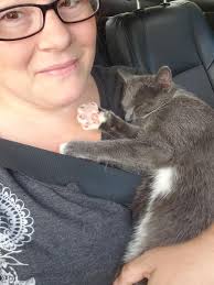 Grey calico cat seen at UDF