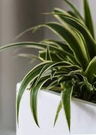 Image result for Chlorophytum comosum