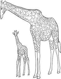 Ausmalbild Giraffe Mit Baby Ausmalbilder Tiere Giraffe Ausmalen