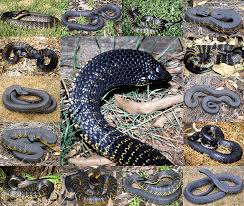 tiger snake notechis boulenger 1896 resolution 1200 x 1015 px