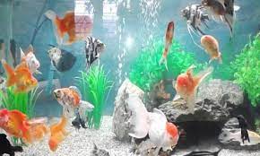 Apakah nori dan bagaimana ia digunakan? Peluang Usaha Ikan Hias Air Tawar