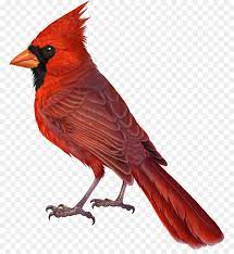 Stylized male northern cardinal bird clip art in contemporary flat red color. Northern Cardinal Bird Drawing The Cardinal Bird Nohat Free For Designer