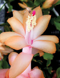 Cacti are a type of plant called succulents. Zygocactus Sunny Bright Tesselaar