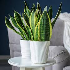 Image result for Vahadenia laurentii