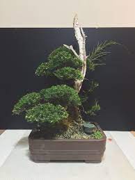 Untuk bonsai anggur brasil memang langka, jadi memang mahal, kata riki. Bonsai Cucur Atap Sapu Sapu Home Furniture Gardening On Carousell