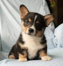 Charming Pinterestpuppies Puppiesofpinterest Puppy Puppies Pups Pup Funloving Sweet Puppylov Pembroke Welsh Corgi Puppies Welsh Corgi Puppies Puppies
