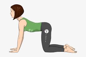 This might look like holding your shoulders up toward start by coming on to the ground or yoga mat and find the table top position on your hands and knees. Cow Yoga Pose Cat Cow Pose Png Free Transparent Png Download Pngkey