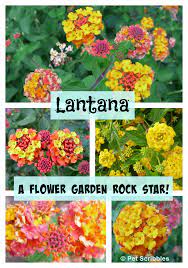 Lantana A Flower Garden Rock Star Backyard Flowers Garden Backyard Flowers Rock Garden