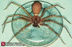 If u suspect a brown recluse spider bite but 22 hours later there's still no sign of a wound, could it be possible it wasn't that kind of spider? reclusespider bite: Brown Recluse Spiders In Colorado Recognition And Spiders Of Similar Appearance 5 607 Extension
