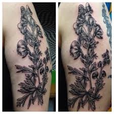 Pin On Aconite