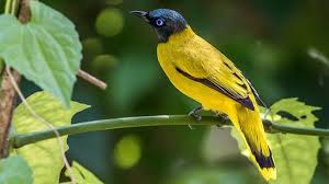 Habitat burung kutilang emas ini terdapat di daerah sumatera, jawa, kalimantan, dan juga bali. 15 Jenis Burung Kutilang Terbaik Di Dunia Manfaat Mitos Memelihara