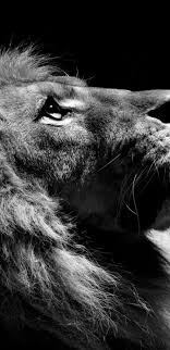 Do you want lion wallpapers? Black And White Lion Wallpaper Wallpaper For You