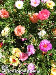 Piantine di portulaca online / pianta portulaca : Portulaca Grandiflora Moss Rose Perslane Purslane Toptropicals Com