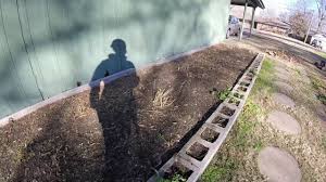 Doing this is an old gardeners trick to make the asparagus plants spread out and create more plants. Cutting Back And Cleaning Out The Asparagus Bed Youtube