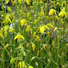 Image result for Albuca nigritana