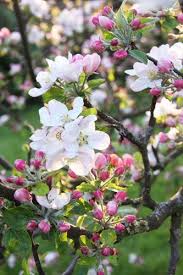 Pin On Flower Blossoms