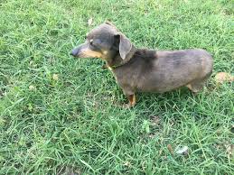 Maybe you would like to learn more about one of these? Dobby Available For Adoption In Tx Blue Dog Rescue