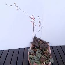 Image result for Oeceoclades