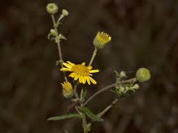 Image result for Pentanema indicum