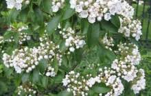 Image result for Hilleria latifolia