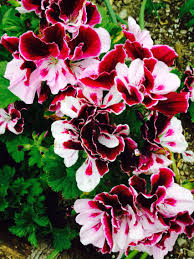 A fanged geranium was a magical flower with sharp teeth. Rare Colorful Geranium Geraniums Beautiful Flowers Flowering Trees