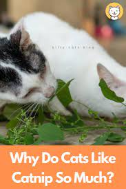 Why Do Cats Like Catnip So Much Kitty Cats Blog Cats Cat Care Cat Health Problems