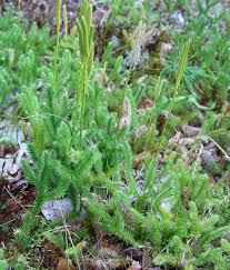 Image result for Lycopodium clavatum