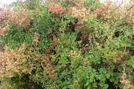 Image result for Rumex sagittatus